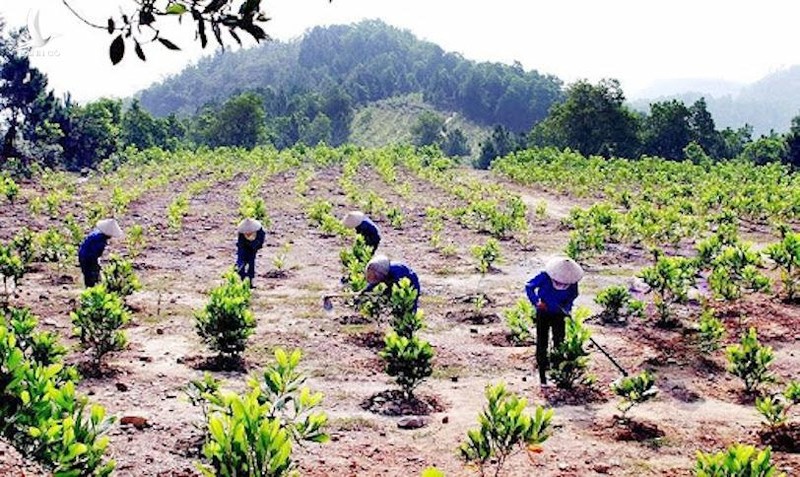 Bắc Trung Bộ nỗ lực tăng năng suất rừng trồng