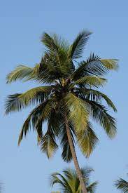 Trắc nghiệm cây dừa ; trắc nghiệm bài cây dừa ; cây dừa đọc hiểu ; đọc hiểu cây dừa ; cây dừa